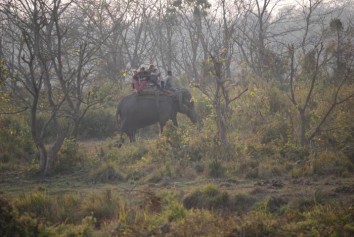 A day life in Jungle- Jungle safari in Nepal