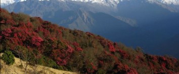 Nepal Rhododendron Trek