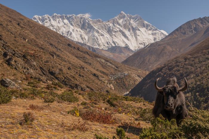 Book Everest Yeti Trekking Trail